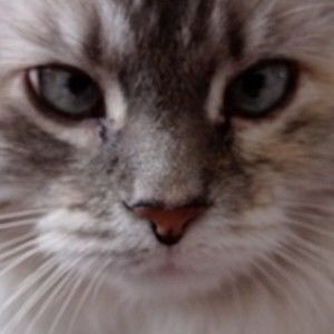 Meet your Posher, Susan